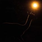 Abendsafari durch den Zoo Schwerin