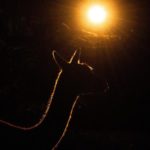 Abendsafari durch den Zoo
