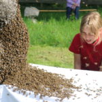 Summ, summ, summ - Bienen auf den Streuobstwiesen