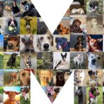Dogs - Schlossfestspiele