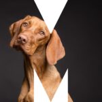 Dogs - Schlossfestspiele