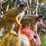 Dunkel-Munkel-Party im Zoo
