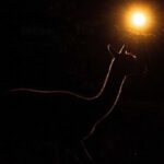 Abendsafari durch den Zoo