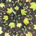 NABU-Seminar für Pädagog*innen - Kreativ in der Natur