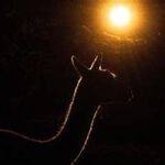 Abendsafari durch den Zoo