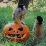 Dunkel-Munkel-Party im Zoo Schwerin