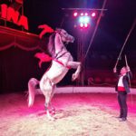 Circus Berolina in Schwerin