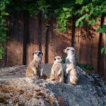 Öffentliche Sommersafari im Zoo Schwerin