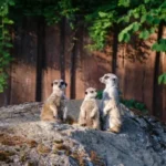Kostenloser Zoo-Besuch für Kinder und Jugendliche