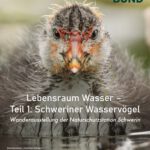 Öffentliche Vernissage: Beobachtungen der Vogelwelt an den Schweriner Seen