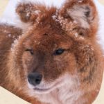 Wintersafari im Zoo Schwerin