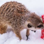 Tierpaten- und Sponsorenfest