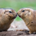 Valentinstags-Event im Zoo Schwerin