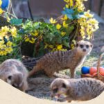 Ostermontag im Zoo Schwerin