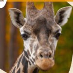 Sommersafari im Zoo Schwerin
