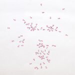 Vernissage: SELBANDER - ZWEI ZEITEN EIN WERK  von Udo Dettmann