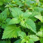 Workshop: Wild und neugierig - Die Kraft der Brennnessel  