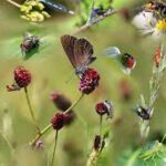 Workshop: Insektenvielfalt fördern & Artenkenntnis entwickeln