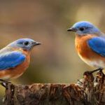 Workshop: Wild und neugierig - Vogelfreunde 