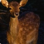 Nachtsafari im Zoo Schwerin